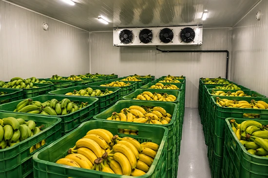 nandikoti_Banana Ripening Chamber
